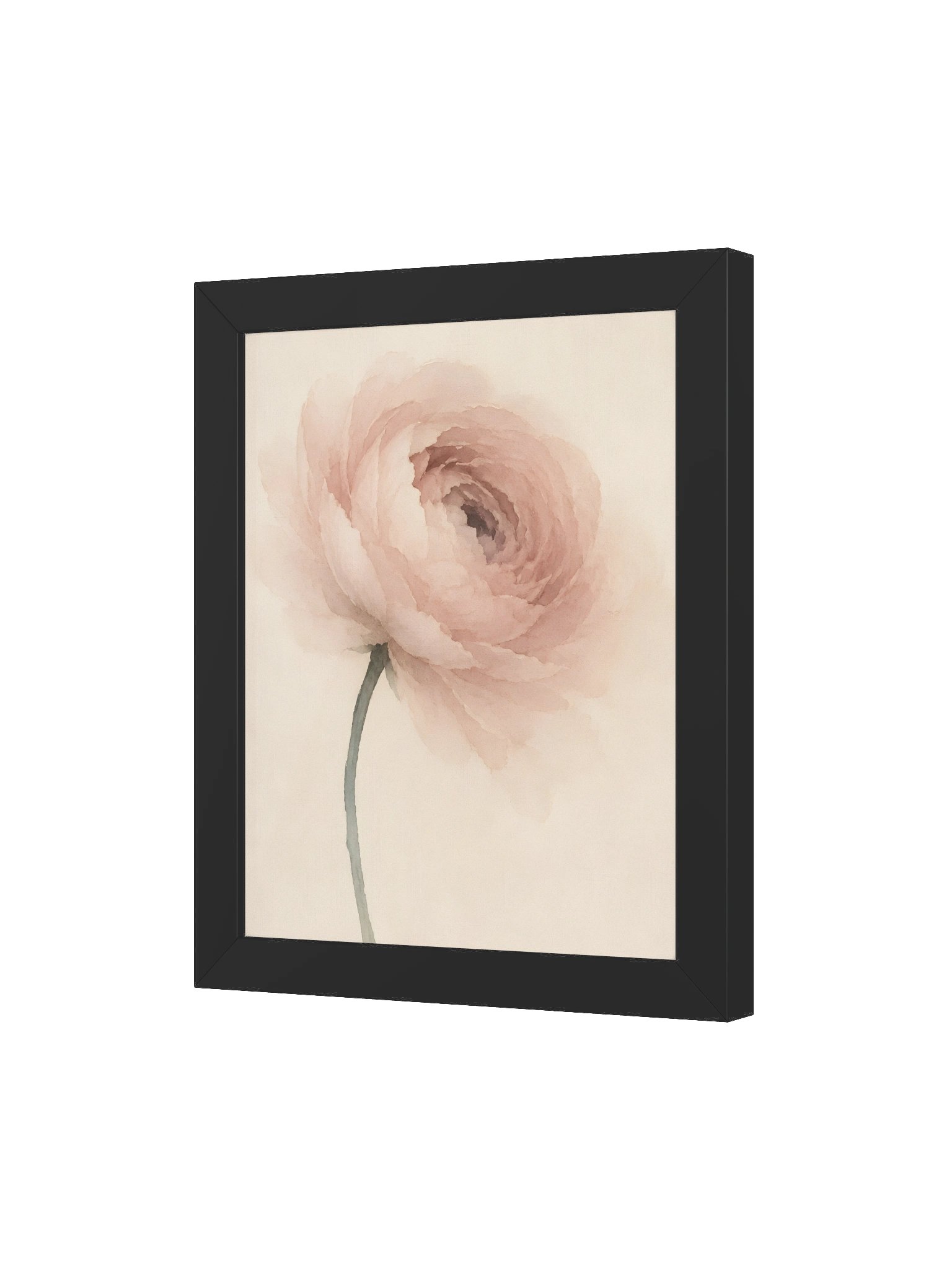 Pale Ranunculus product image (10)