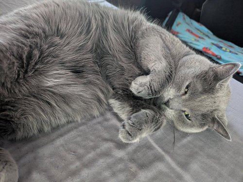 Lounging like Lily ❤️
#catoftheday #pet #fridayvibes
