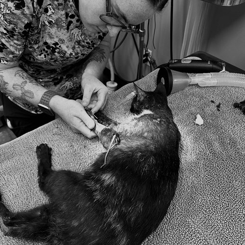 Diana’s Story 🌈

Yesterday, an injured cat was called into us. We met the caller at the vet and had her seen immediately. She...