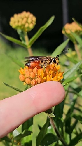 Day 1 of trying to earn a great golden digger wasp's trust ✨️

I want a photo of one standing on my finger, on its own terms....
