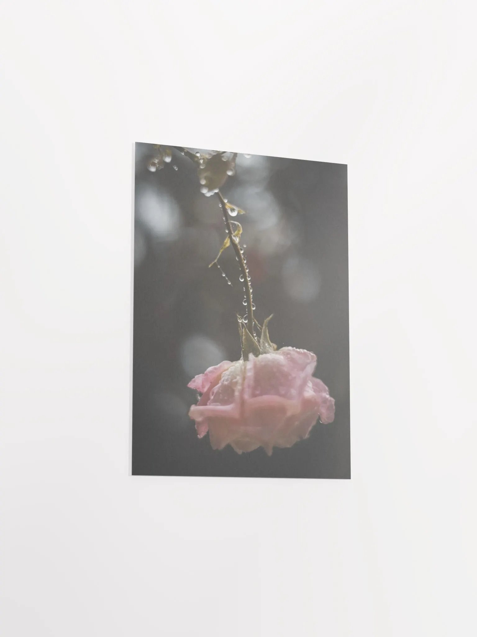 Morning Rose product image (6)