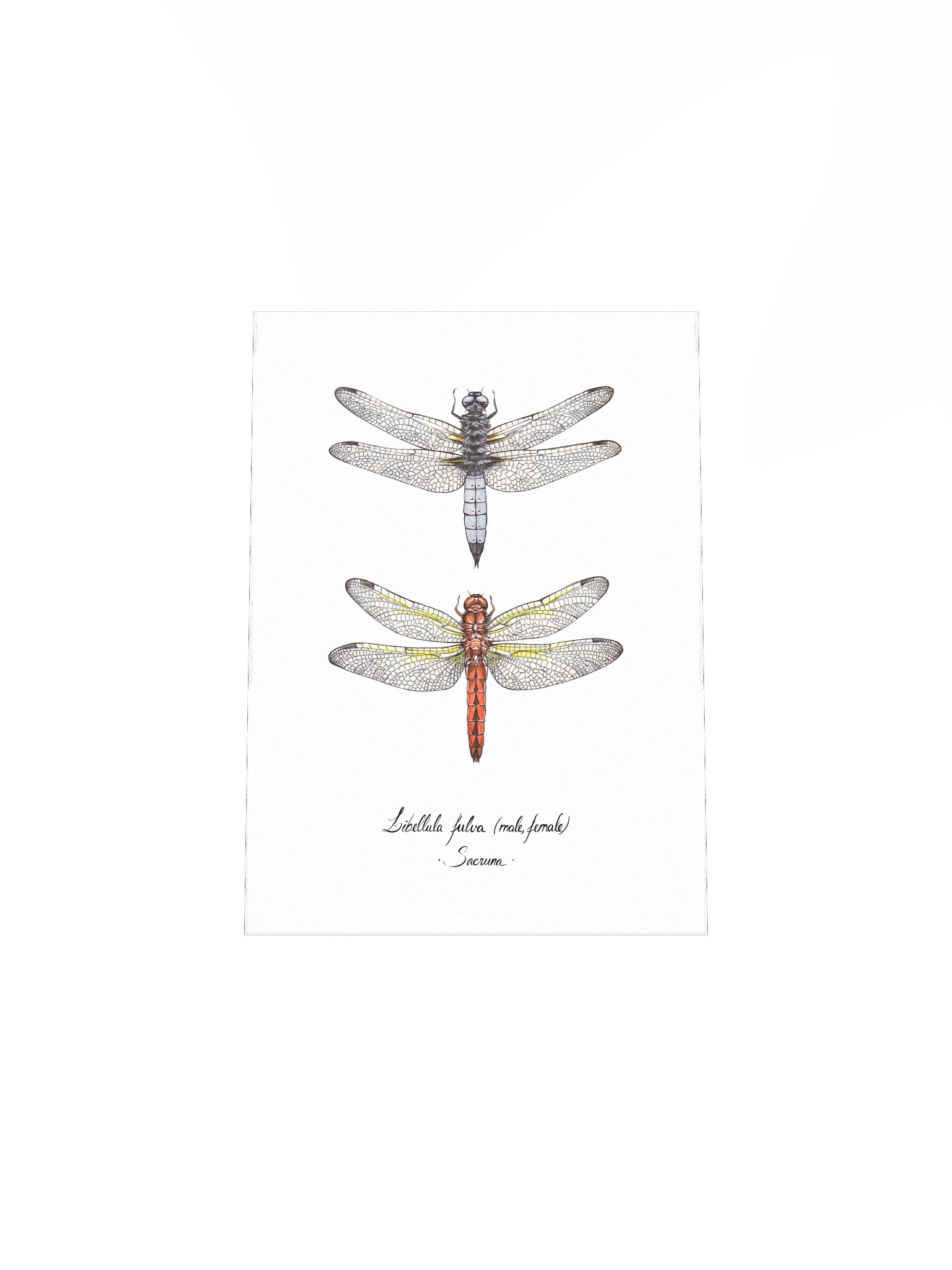 Libellula Fulva • Print product image (8)