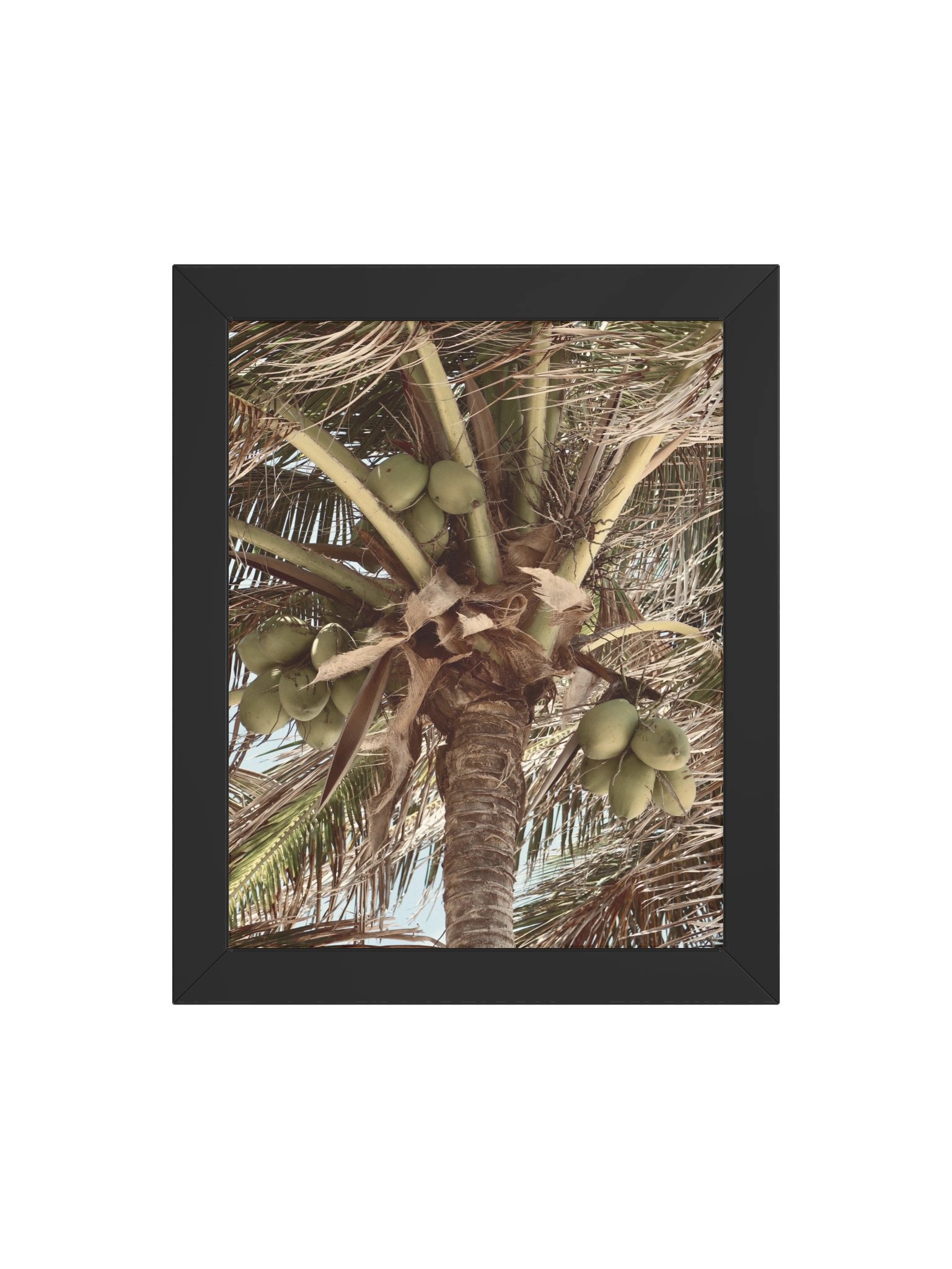 Tulum Coconuts product image (19)