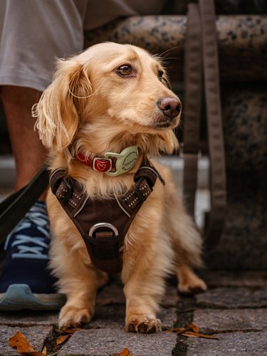 Did y’all really think I’d visit Washington, D.C. and miss out on photographing the dogs? 😂🐾

It’s been a while since our las...
