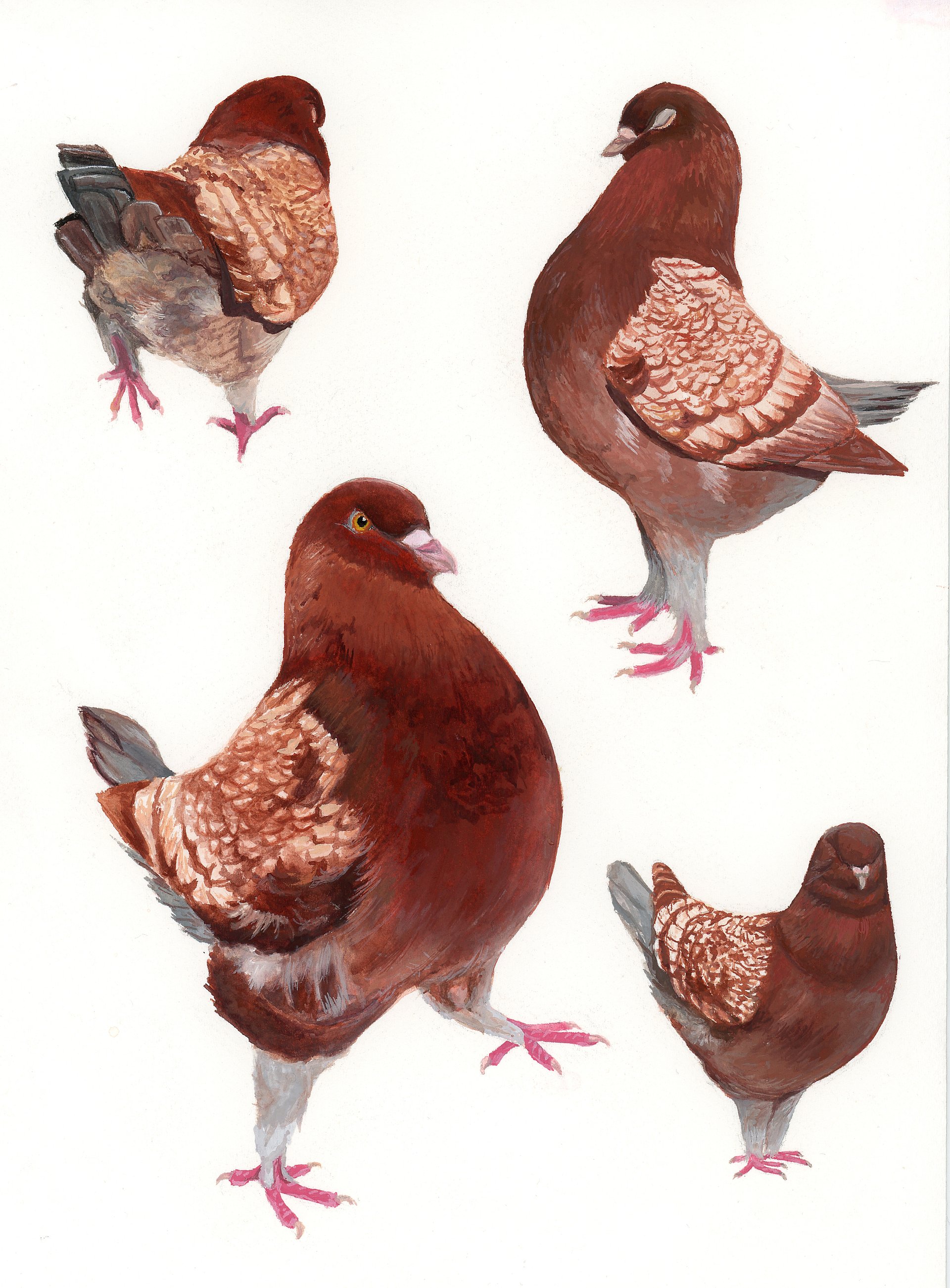 Merlot - ORIGINAL product image (1)