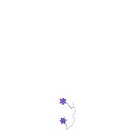 Border1 product image (2)