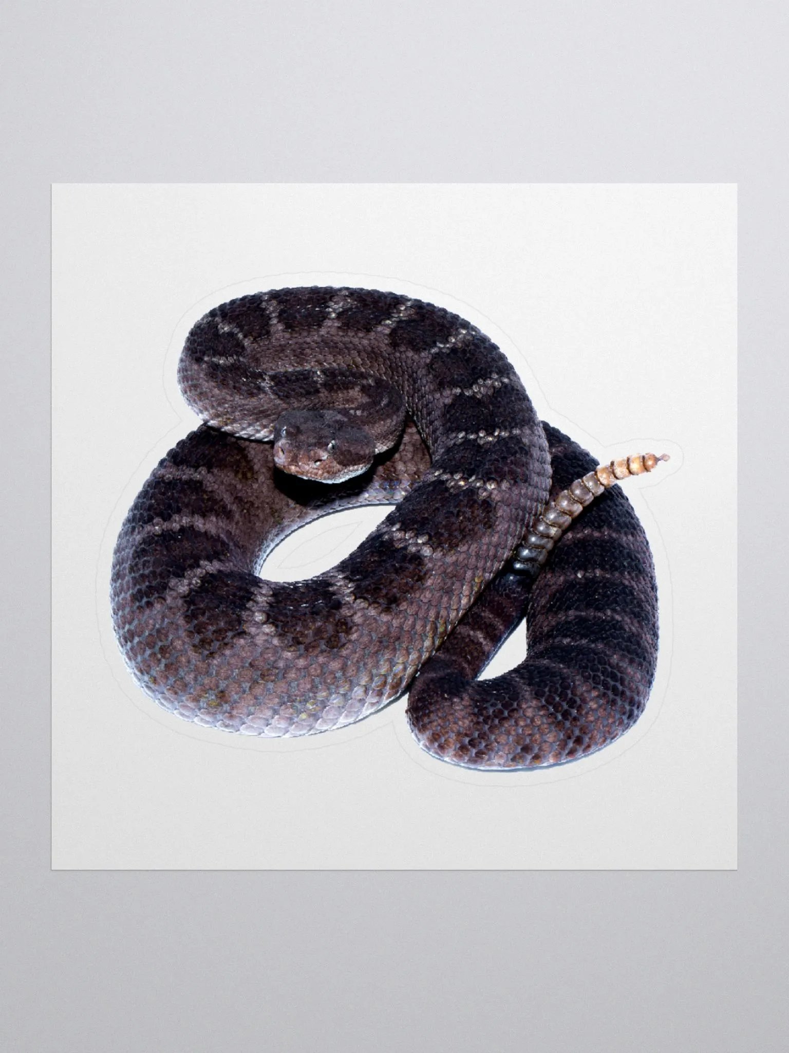 Arizona Black Rattlesnake Sticker product image (1)