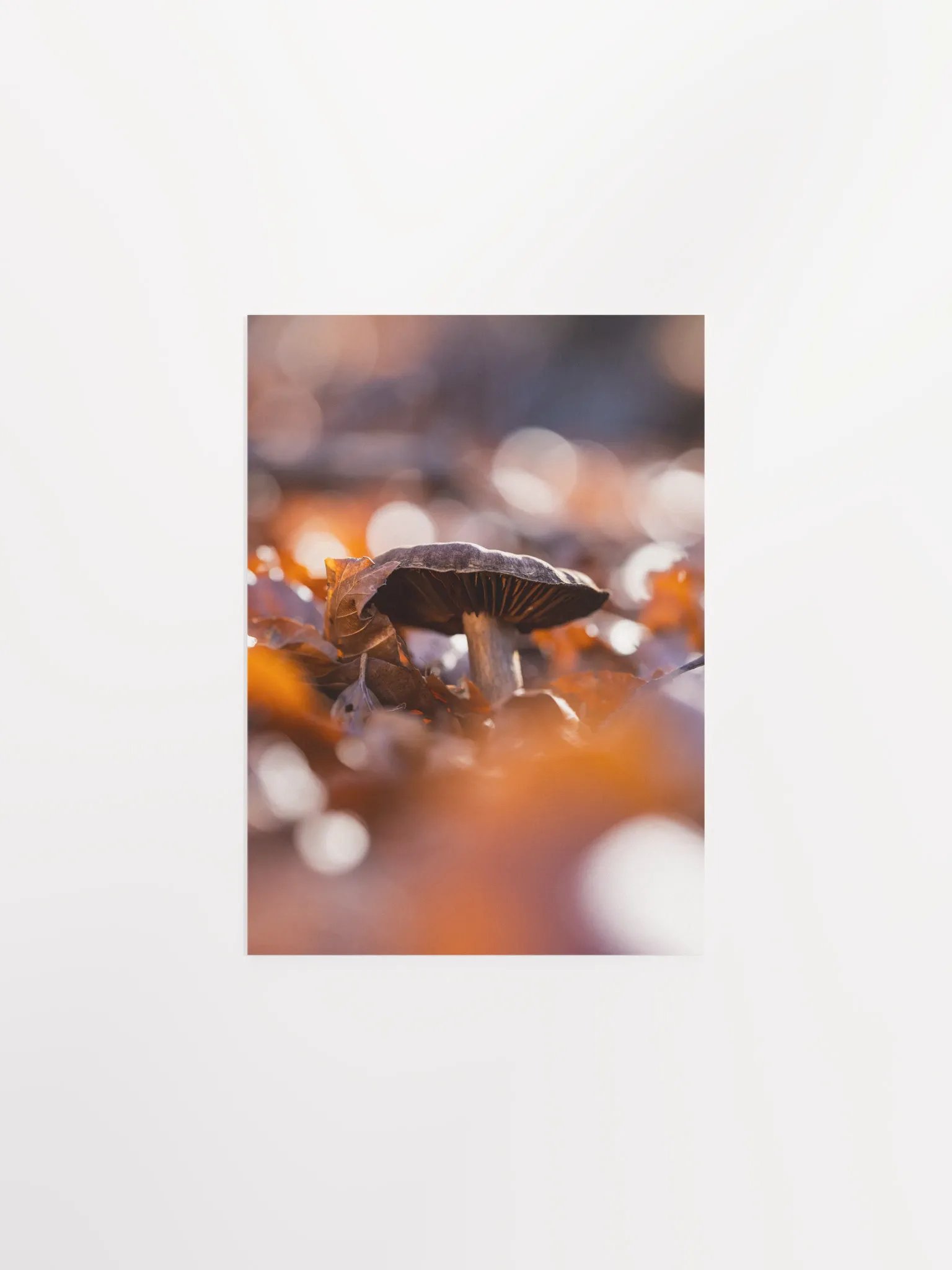 Autumn product image (2)