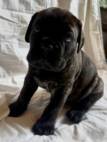 Mango - fawn brindle male off TITAN✖️August