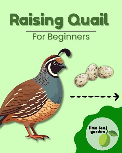 A quick go-to guide for getting started with raising quail🐣 if you’re looking for something more detailed, I’ve got multiple ...