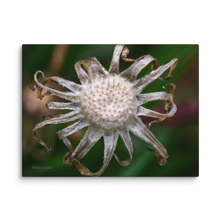 Spent Dandelion Sun - Print On Canvas product image (2)