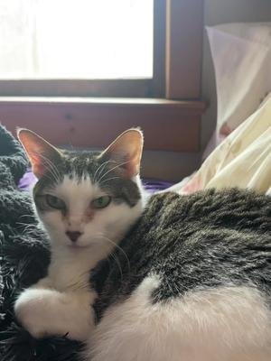Dobby (Taylor’s Version) #Dobby #DobbyTheHouseCat #catsoftiktok #jessiedobbiereactions #jessiedobbie 