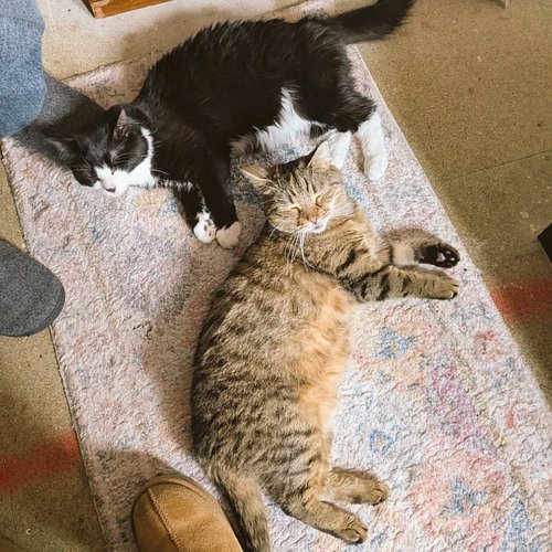 Silly baby kitties being silly 🥰 
.
.
.
.
.
#catscatscats #rescuecats #adoptdontshop🐾