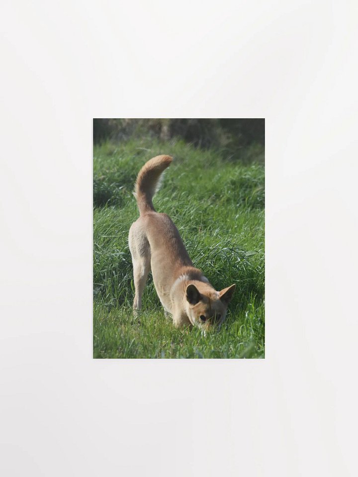Dingo - 1 product image (1)