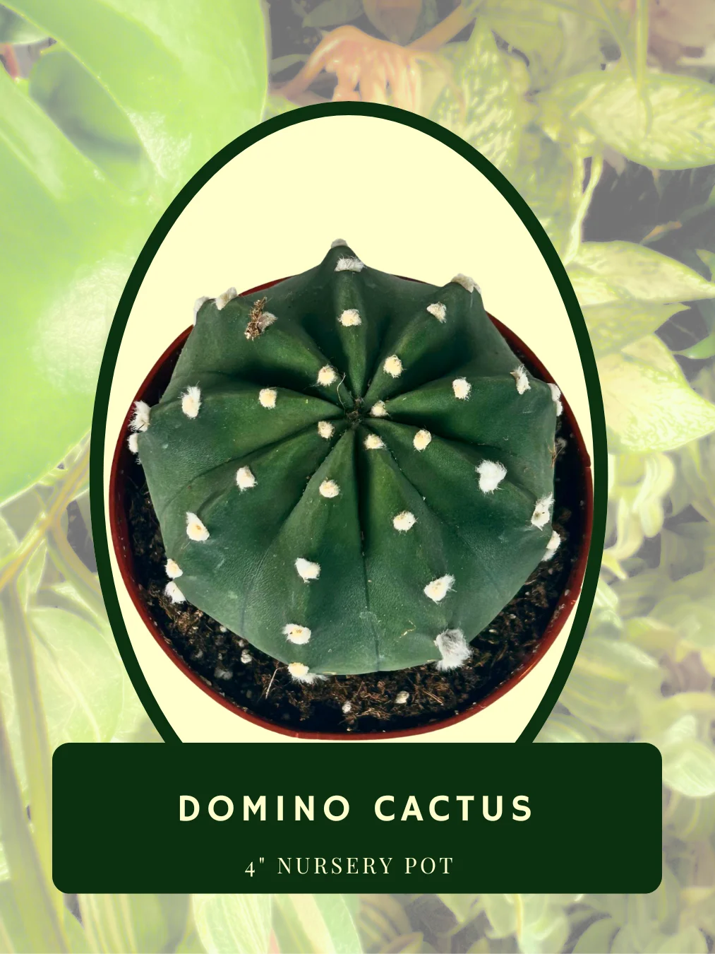 Domino Cactus product image (2)