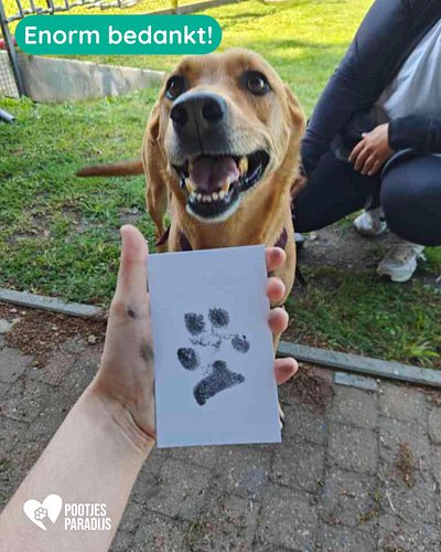 Wat hebben wij ons geamuseerd op Just Barking 🐶💛

Van vrolijke snoetjes en kwispelende staarten tot gezellige babbels en héél...