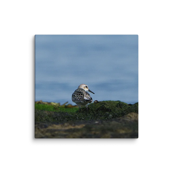 Pectoral Sandpiper Looking Over Shoulder product image (16)