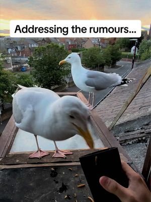We’ve been getting alot of comments people thinking something happened to Steven. But dont worry he is alive and well! With the salmon diet he is on he will most likely outlive us all…  #fyp #foryou #seagull #birds #feedingsteven