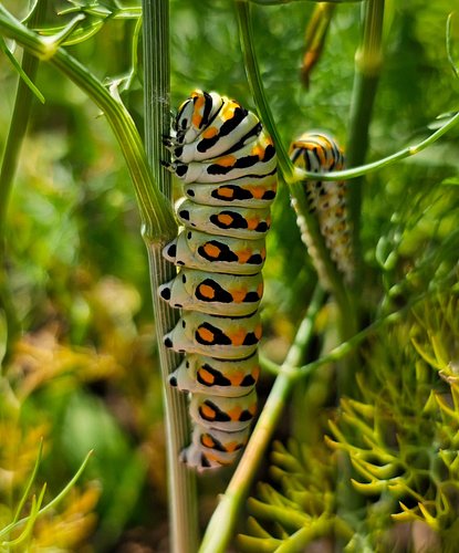 Swallowtail caterpillars are so beautiful and they have been loving dill so much that I went ahead and seeded more throughout...