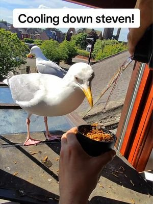 Protecting my pet seagull against the heatwave! Cooling him down with some icy wormies ❤️ #fyp #foryou #seagull #birds #feedingsteven