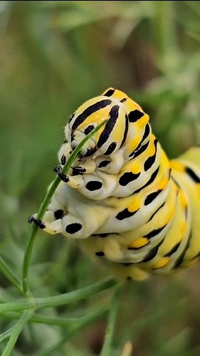 The voices in my Black Swallowtail caterpillar's head just say nom nom nom nom nom 🤣🐛

He never actually stops. He is either ...