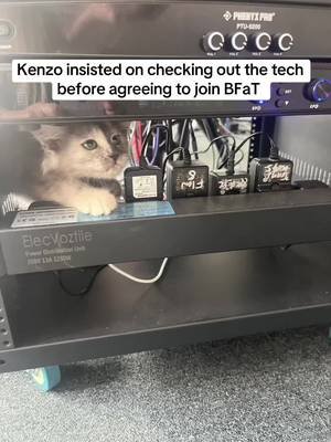 Kenzo our newest member insisted on a through inspection , she needed to be sure the tech was up to her high standards and in good working order before signing any contracts. 😉😻🎶🎹🎤#BFaT #mainecoonkitten #kenzo #originalmusic #StudioLife 