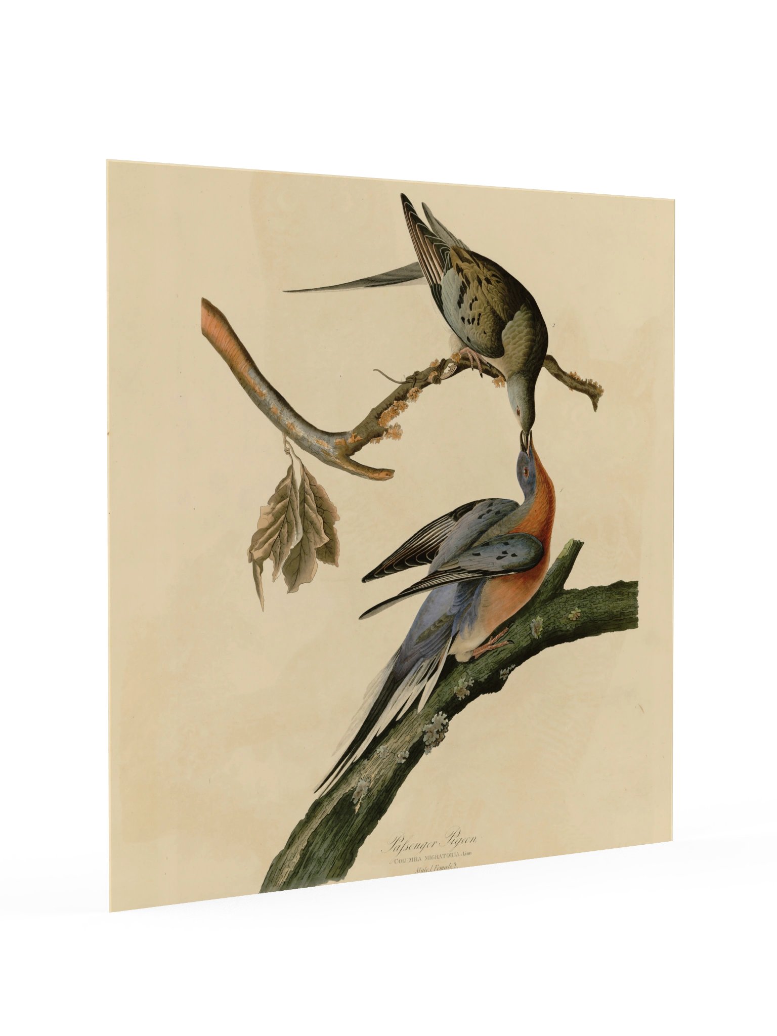 Passenger Pigeon, Plate 62 – Audubon Poster product image (2)