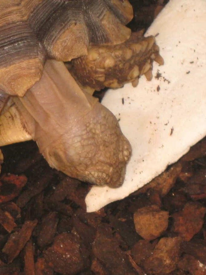Cuttlebone product image (8)