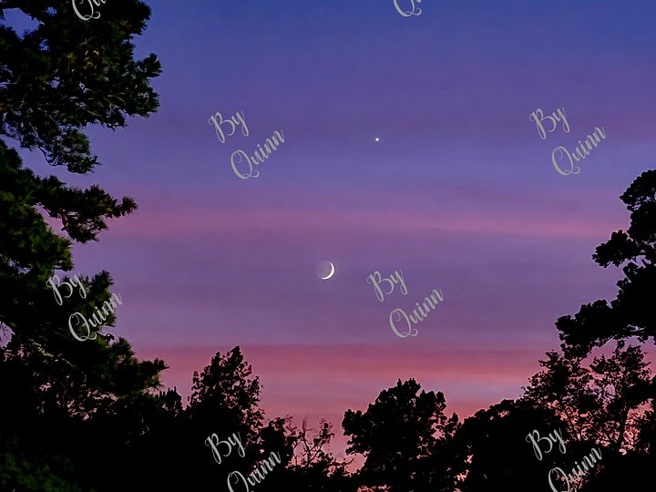 A Quiet Companion - Canvas product image (2)