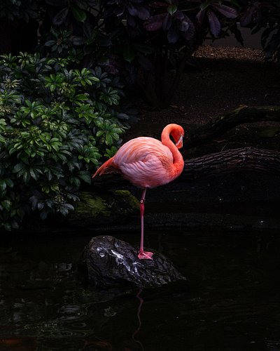 This is not my typical content, but I wanted to share with you all here some of my photos from my trip to the Aviary over the...