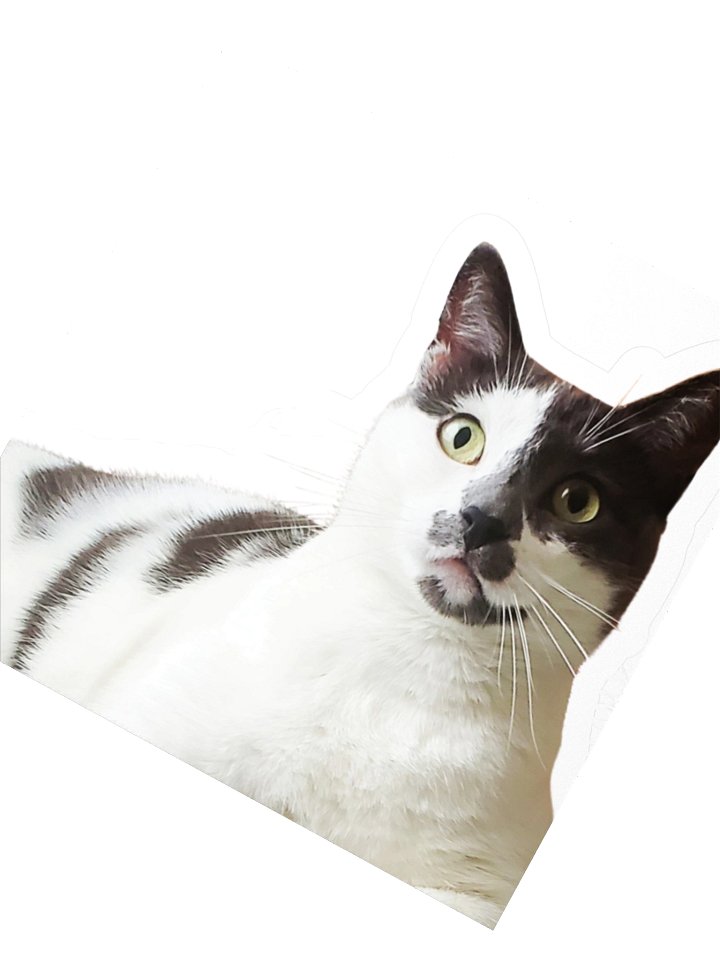 Wide Eyed Paislie Sticker product image (2)
