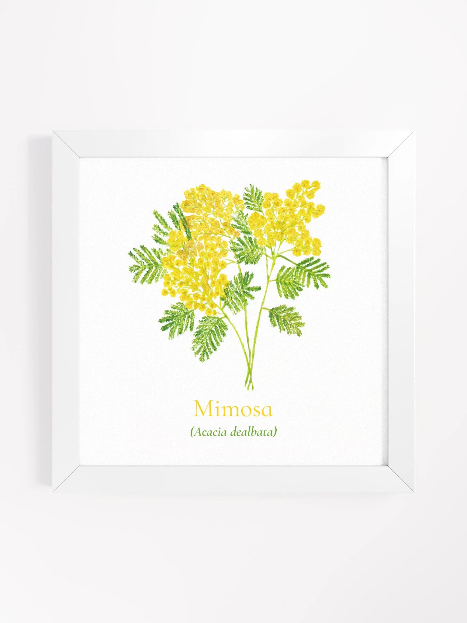 Mimosa Botanicus Frame product image (1)