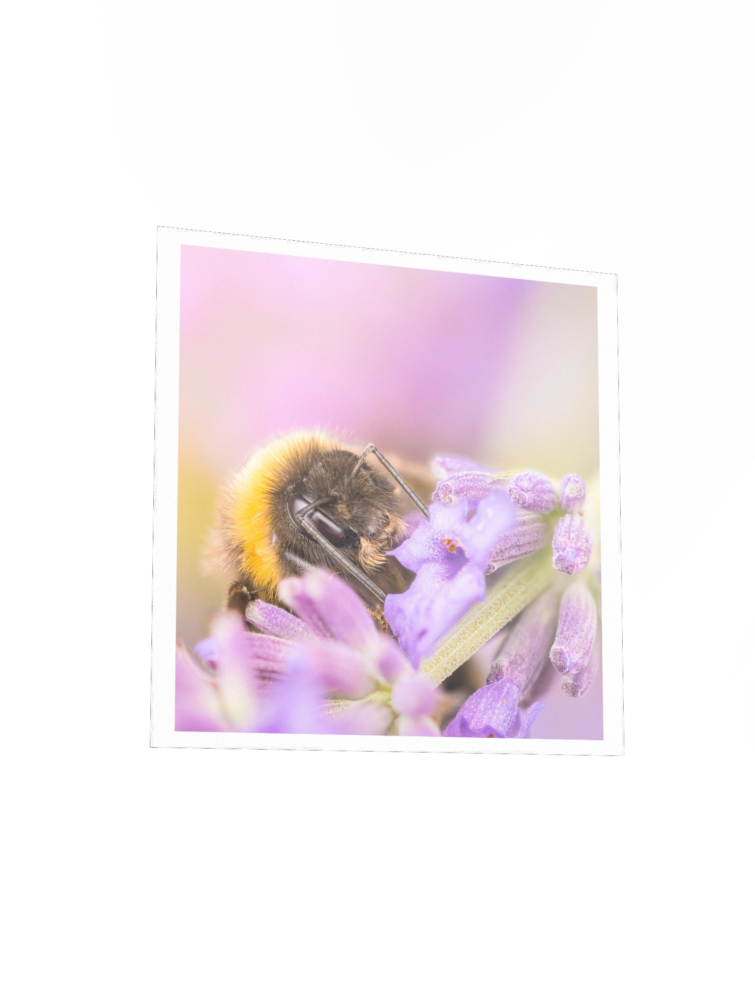 Bee and Lavender product image (8)