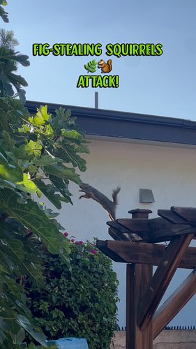 🚨RED ALERT!🚨 I’ve been attacked!

I suspected the squirrels were planning a fig siege when one of their scouts was recently c...
