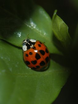 Ladybug Digital Wallpaper Set product image (3)