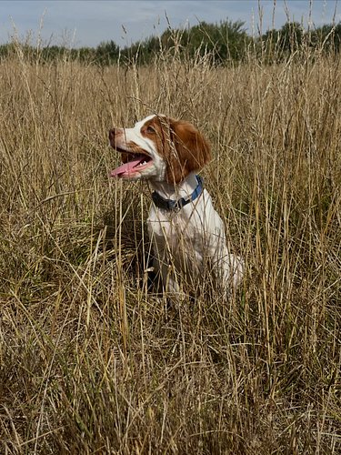Sharing these for my friends at Sunburst Brittanys. They still have some beautiful Brittany pups available. These pups are al...