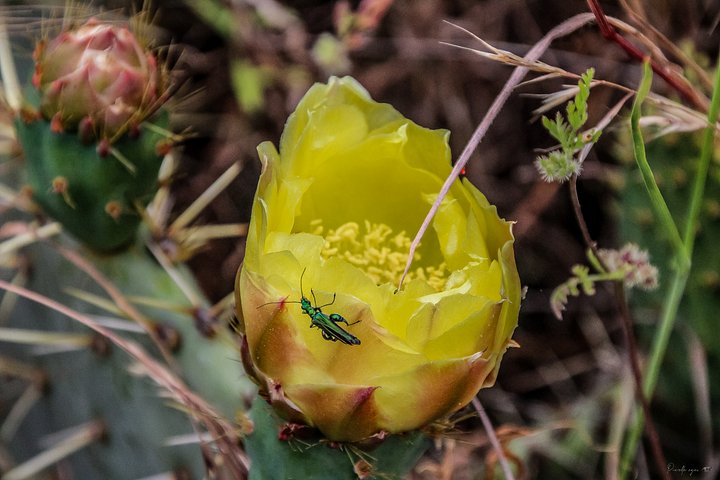 Fine Art - The Emerald Beetle and the Prickly Bloom - Fréjus, France product image (1)