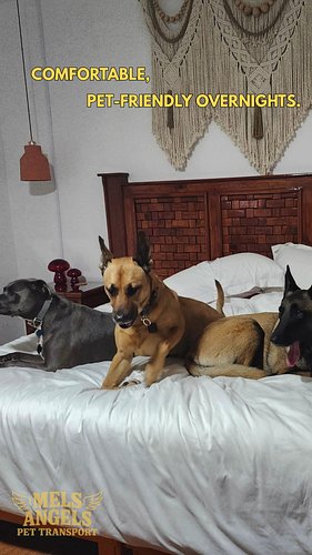Three dogs. One private ride from Texas to Michoacán. 🐾

Private transport means the journey is planned around the animals—no...