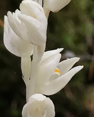 Cephalanthera austiniae, Phantom Orchid, is an achlorophyllous (non-green) plant in the Orchidaceae, the orchid family. It ge...