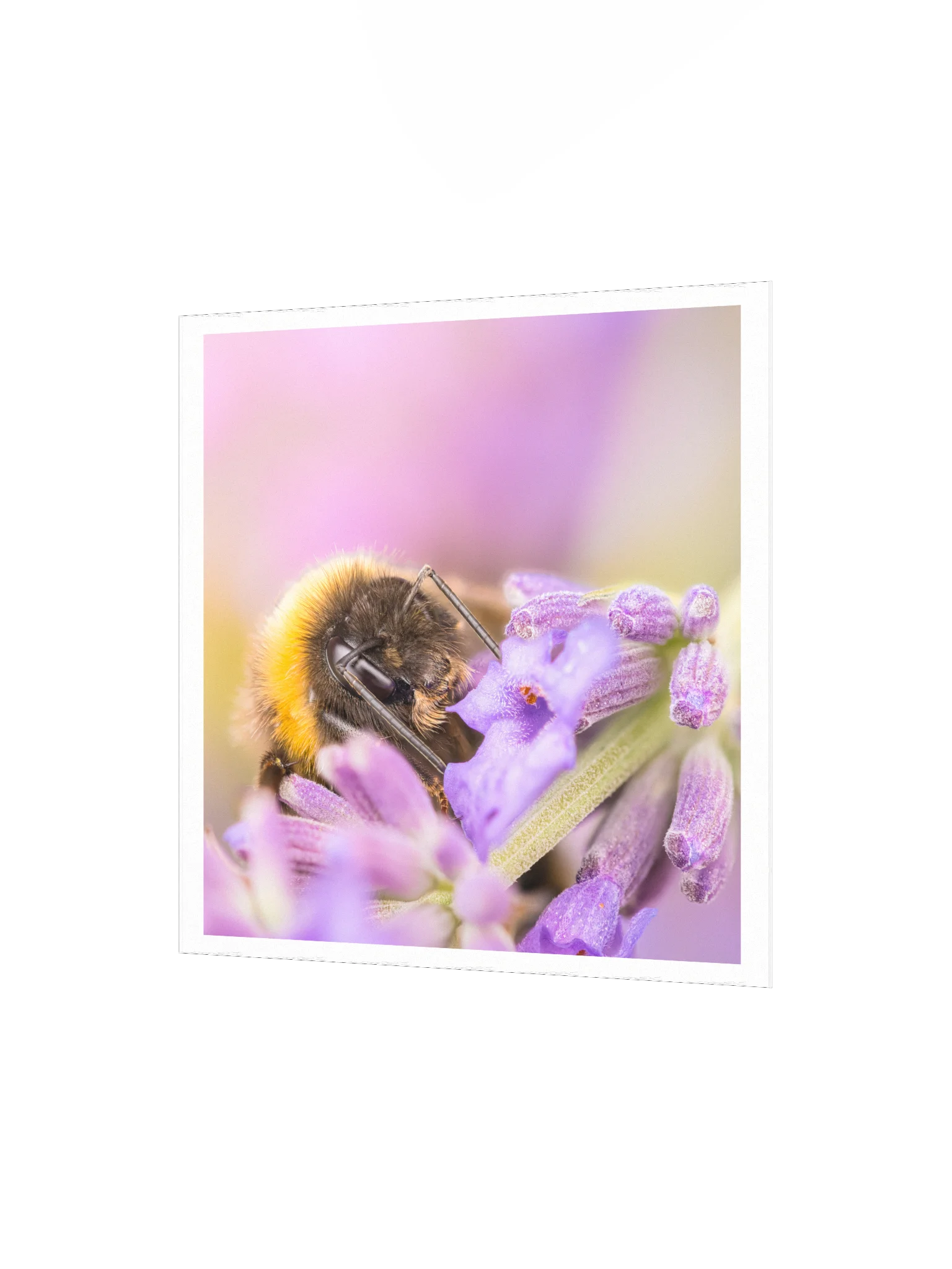 Bee and Lavender product image (4)