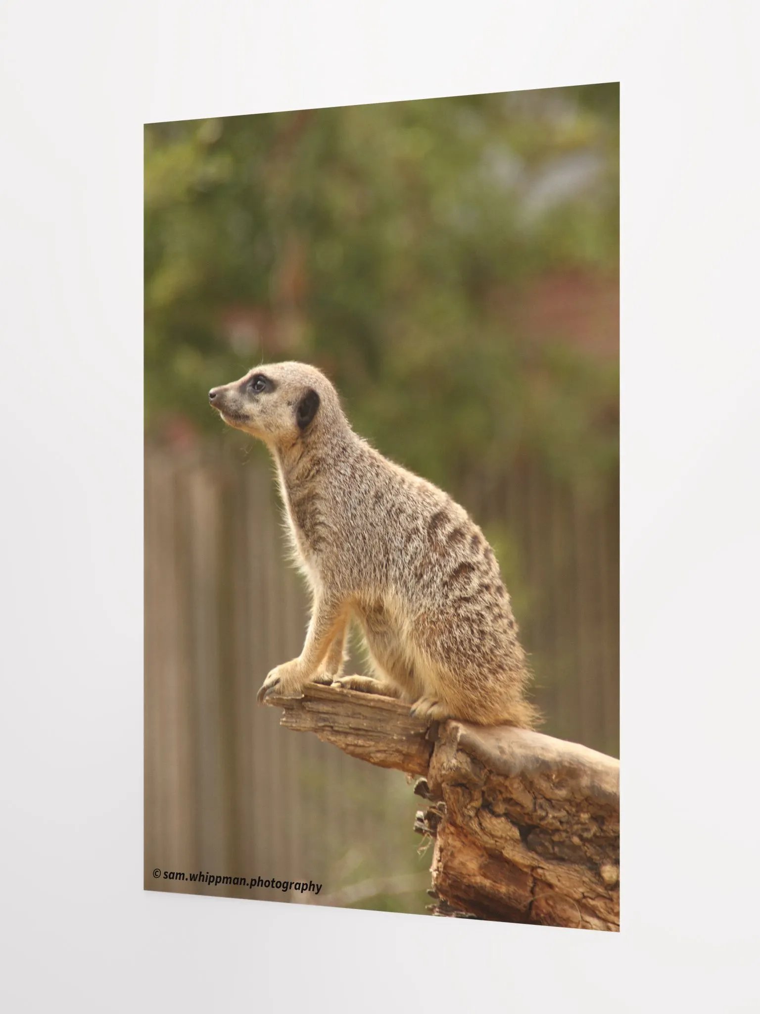 Meerkat Prints product image (3)