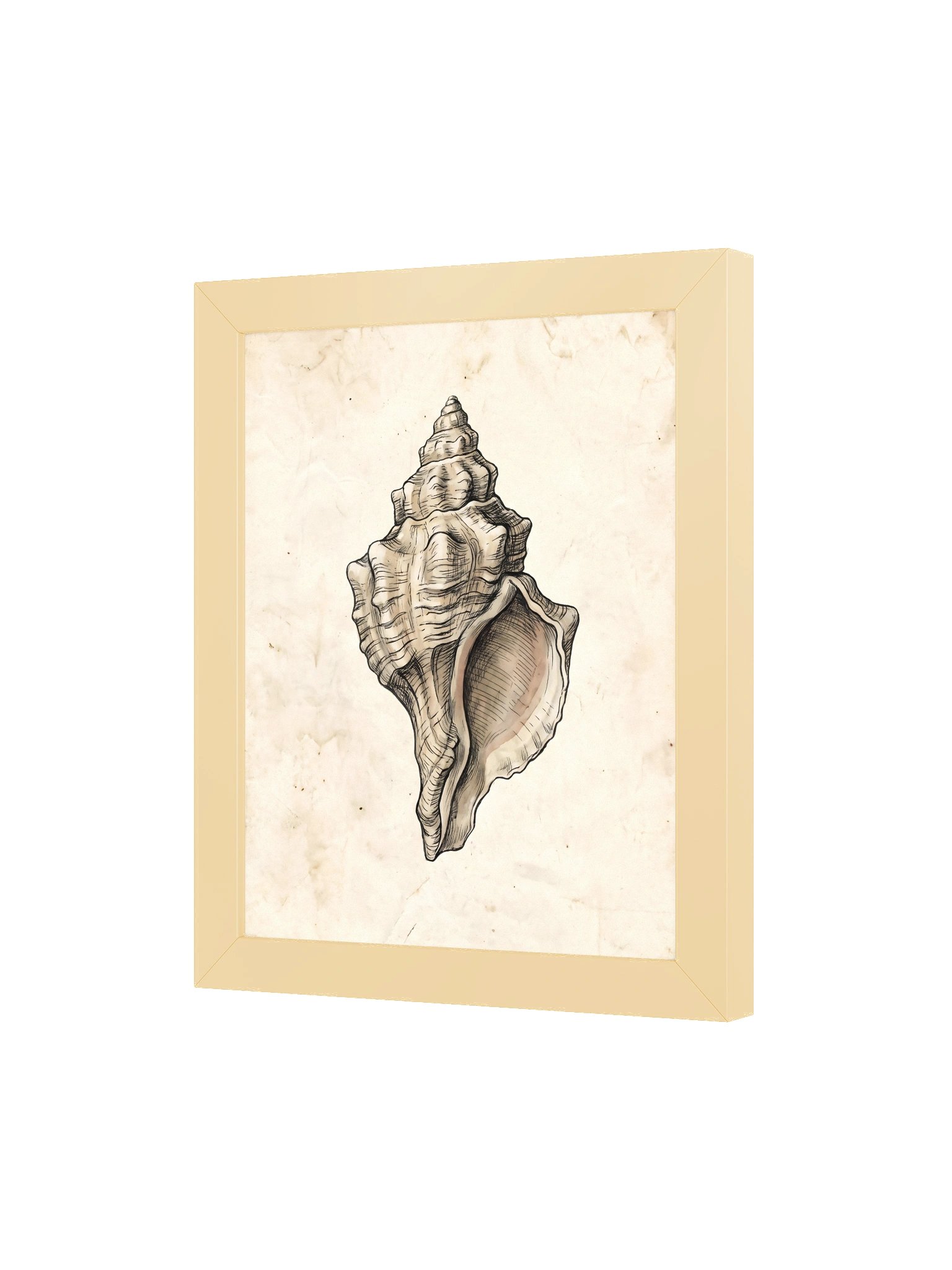 Vintage Seashell - Natural History Archive Wall Art product image (3)