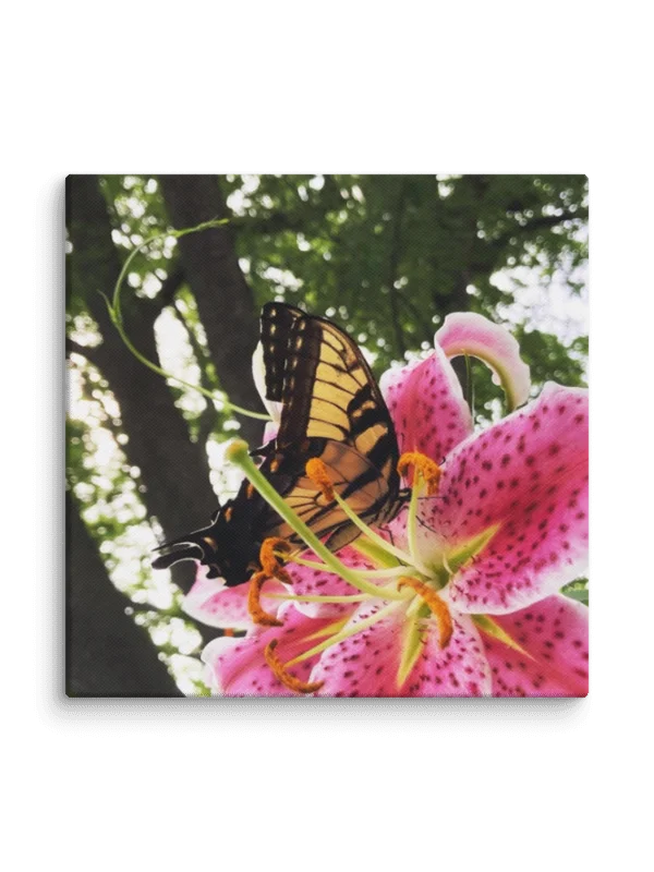 Butterfly on Pink Tiger Lily Canvas Print product image (1)