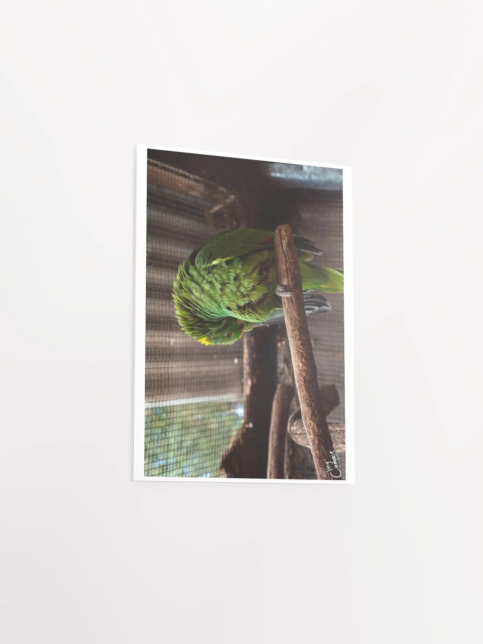 Green Feathers - Print product image (3)