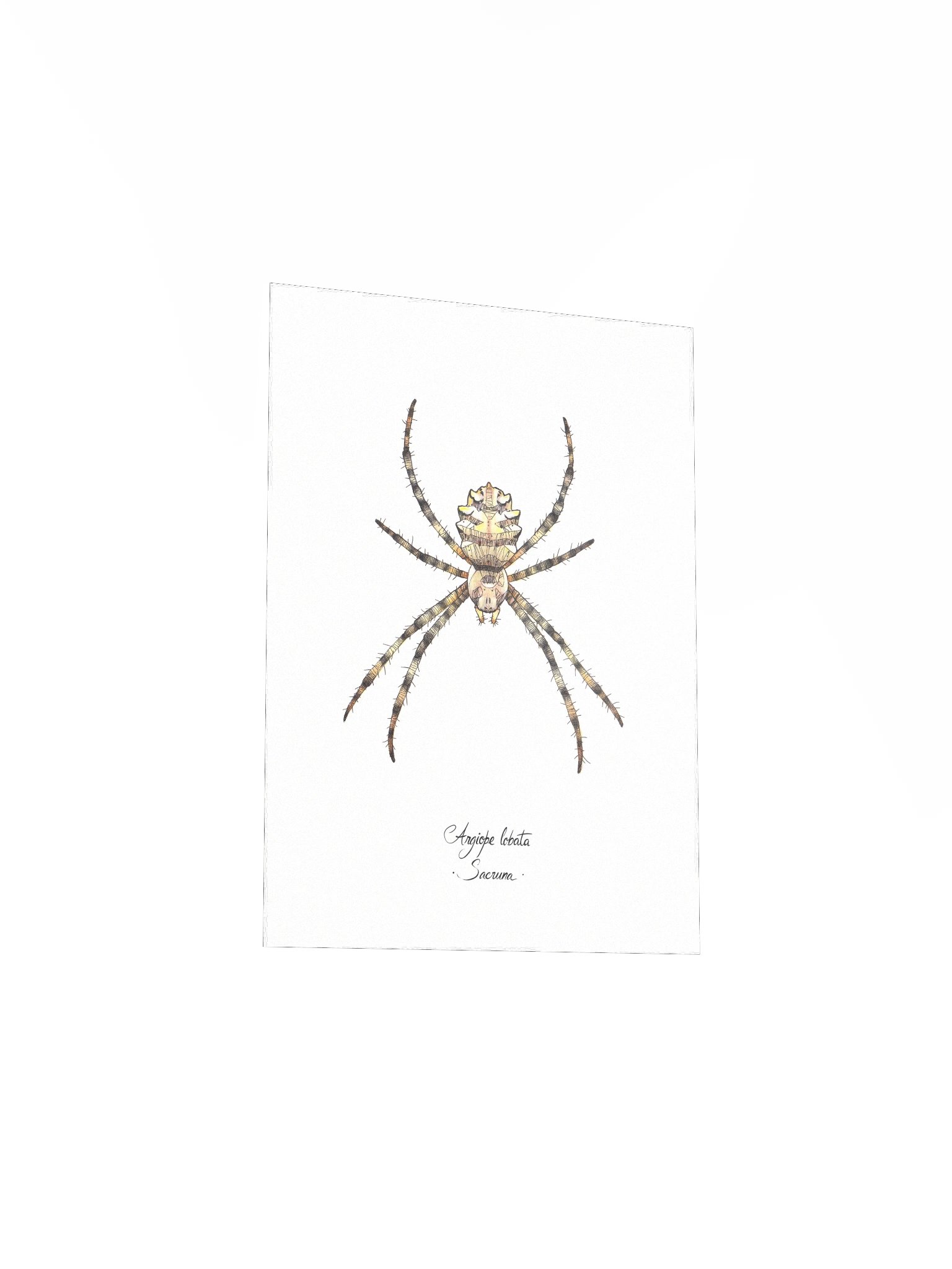 Argiope Lobata • Print product image (6)