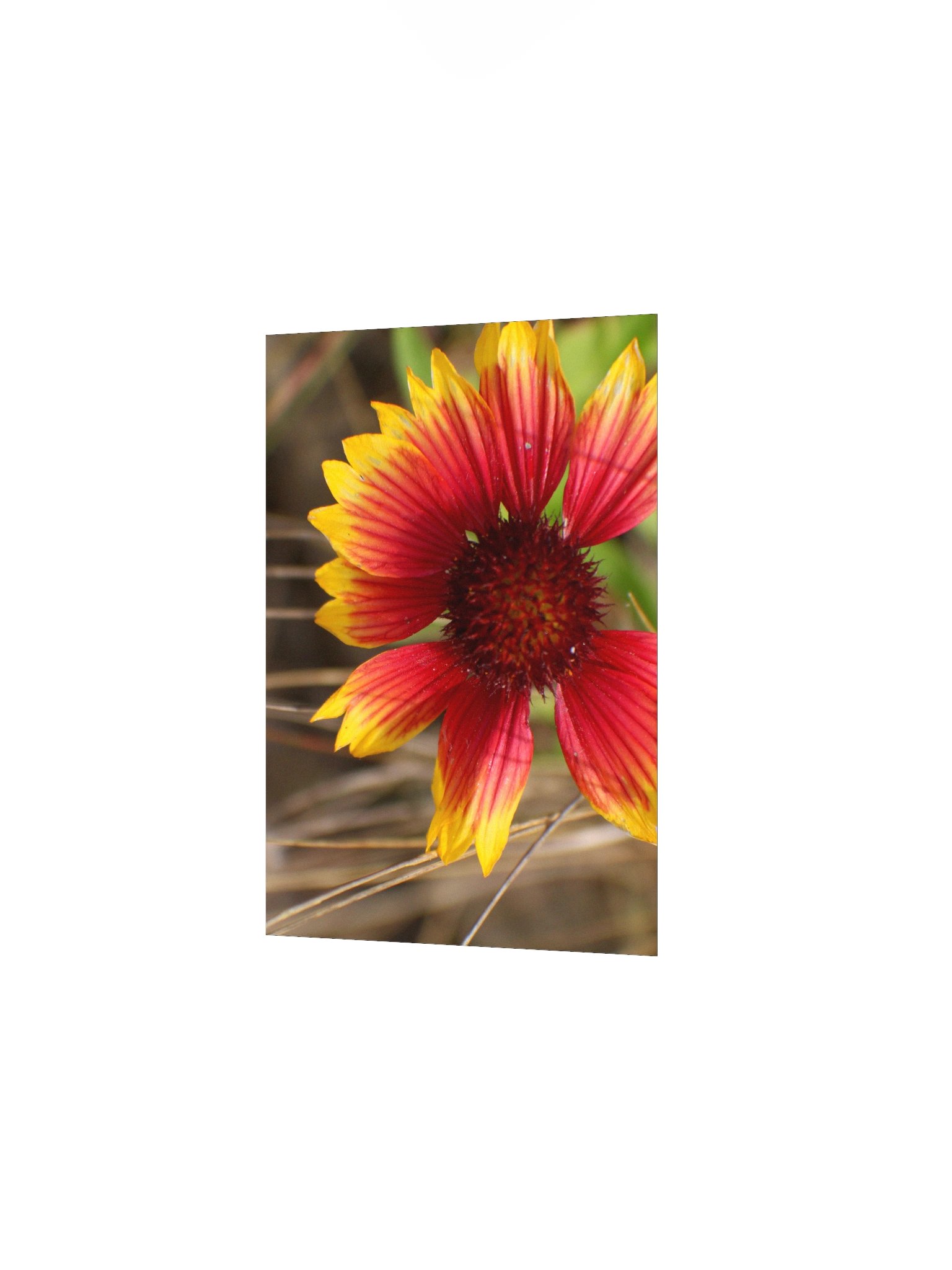 Flower in the Wind product image (9)