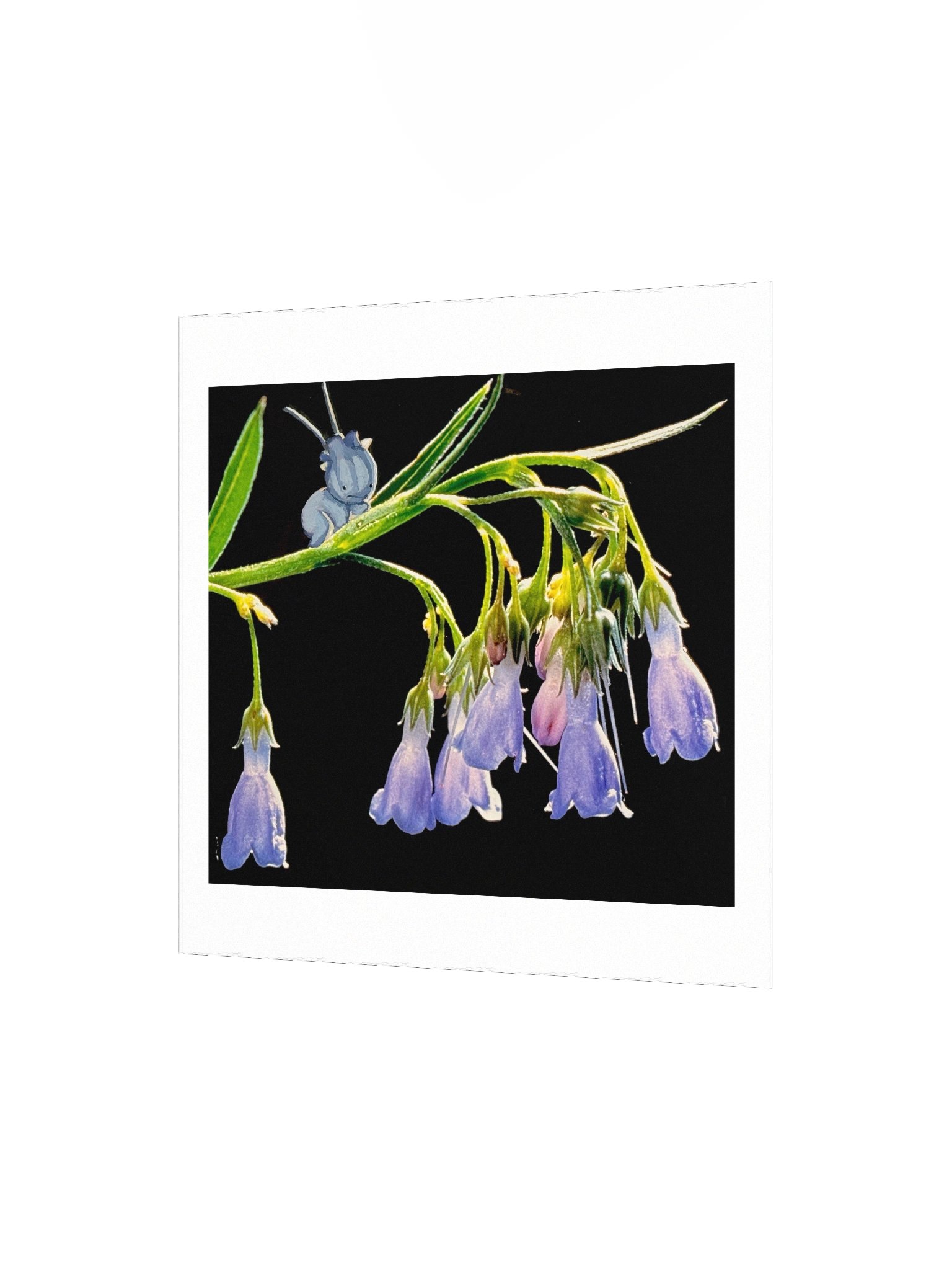 Bluebell Groibling product image (9)