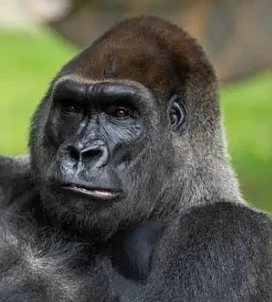 Tier 3: Gorilla tier thumbnail
