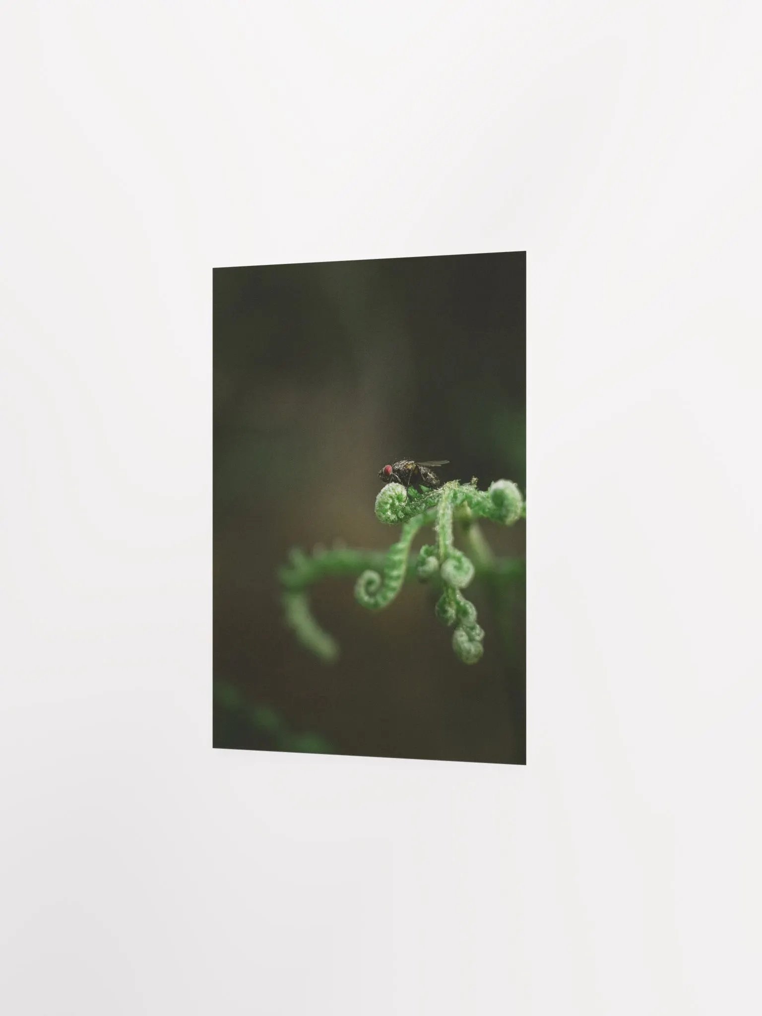 The fly product image (4)