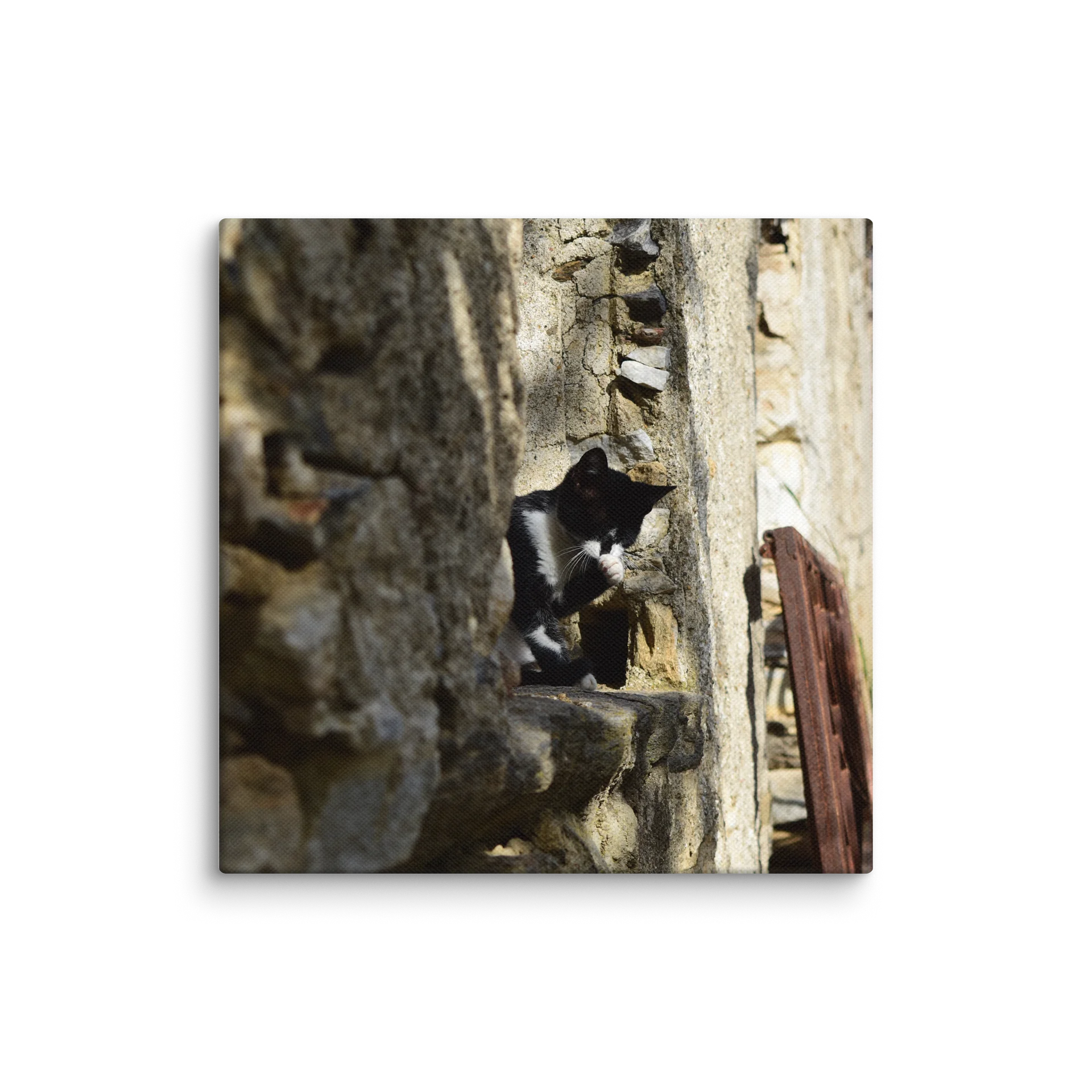 Island cat product image (7)